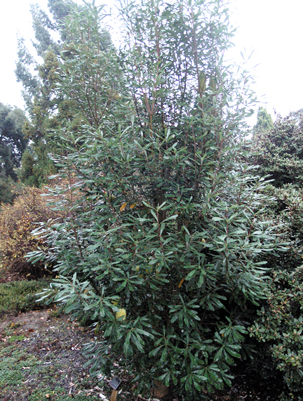 Banksia-integrifolia-subsp.-monticola-frm wk.JPG